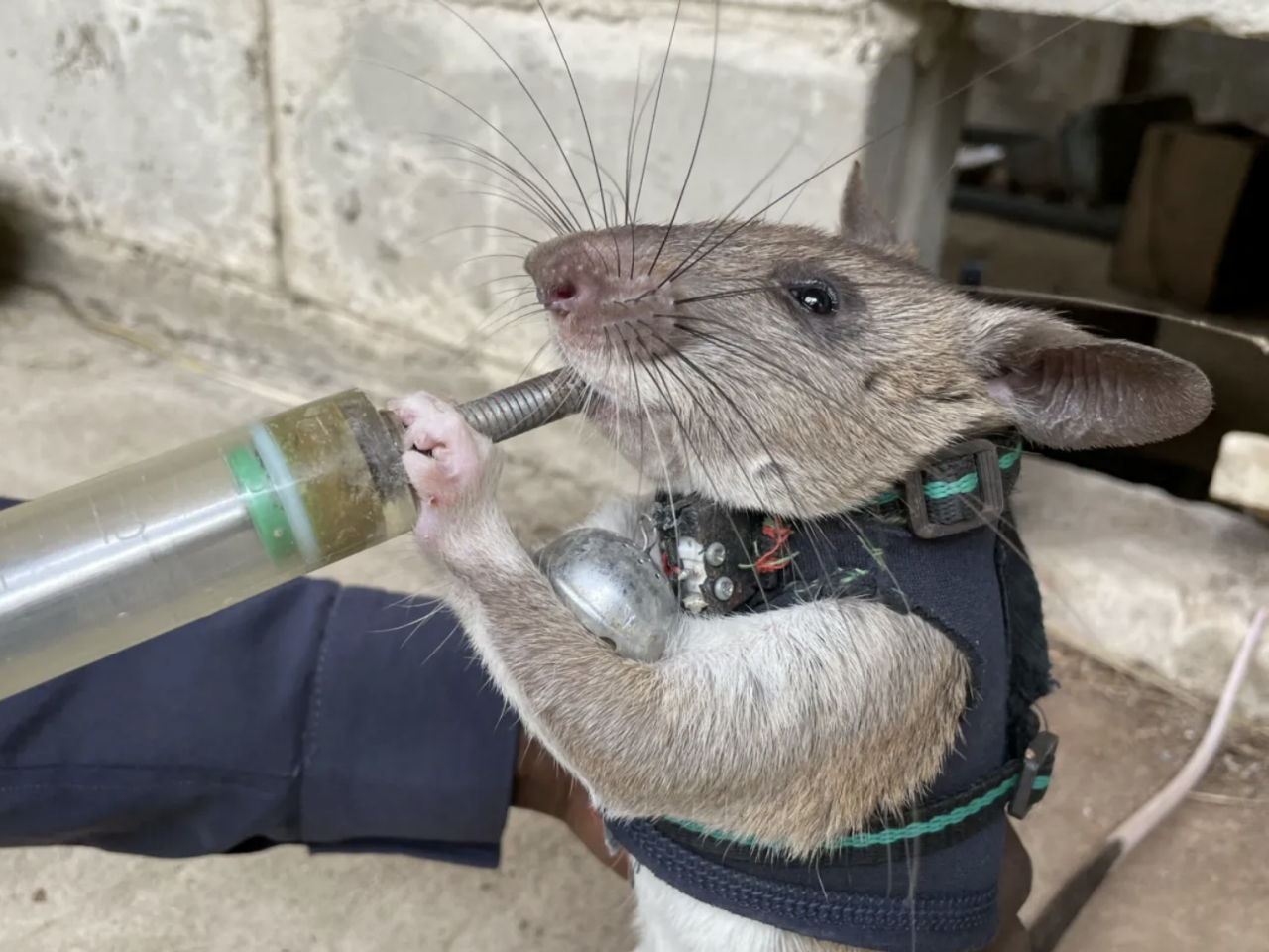 Hero Rats Are Being Trained to Rescue Earthquake Survivors